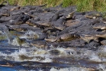 Sinkhole, Florida, dozens of alligators gathered at a giant sinkhole, Sunshine state politicians