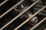 coronavirus, covid-19, bear bile touted as a potent coronavirus treatment by china, South east asia