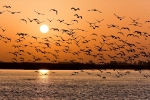 bird habitat, State of India’s birds 2020, india witnesses alarming decline in the bird habitat, Red list