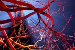 Blood Vessels Stretch research, Blood Vessels Stretch research, how far can blood vessels stretch if laid out end to end, Kidney failure