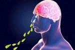 Primary Amoebic Meningoencephalitis in Kerala, Primary Amoebic Meningoencephalitis deaths, brain eating amoeba in kerala why and how it spreads, Headache