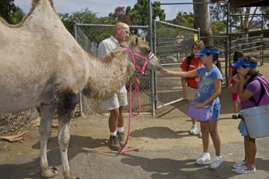 Build Avdenture Spring Camp at the Zoo