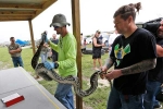 florida pythons, florida pythons, florida s everglades now have 1 000 fewer pythons, Life management