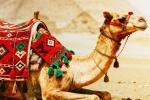Camel Milk side effects, Camel Milk side effects, benefits and side effects of camel milk, Vitamins