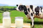 Cow Milk Protein new tips, Cow Milk Protein breaking, can cow milk protein lead to type 1 diabetes, Anger
