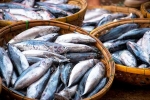 Fish doctors advise, Fish for hair loss, eat this fish twice a week to stop hair loss, The indian