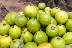 Guava bad for which people, Guava health tips, who should be careful with guava, Dermatologist Guava bad for which people, Guava health tips, who should be careful with guava, Dermatologist
