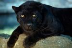 Florida, Panther, human applaud female panther crosses florida river, Biologists