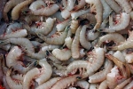 Indian, fishing practices, indian shrimp faces threat of ban in u s, Arabian sea