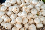 Garlic a Mosquito Repellent, Garlic Vs Mosquito Repellent latest breaking, is garlic a mosquito repellent, Pop