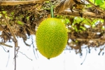 Snake Venom in minutes, Snake Venom in minutes, this miraculous plant can neutralise snake venom in minutes, Walk