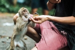 Monkey Bite, Monkey Bite danger, what to do after a monkey bite, Virus Monkey Bite, Monkey Bite danger, what to do after a monkey bite, Virus