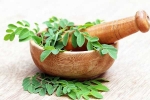 Moringa health experts, Moringa diet, is moringa a must have in your diet, Modi