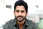 Naga Chaitanya new flms, Naga Chaitanya about Bangarraju, naga chaitanya coming up with a strong lineup of films, Vijay kanakamedala