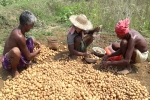 pepsico sue potato farmers, commercial potato farming, pepsico case potato farmers in gujarat seek compensation for harassment, Snatch