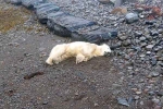 Polar Bear In Iceland breaking, Polar Bear In Iceland new breaking, polar bear appears in iceland for the first time in 8 years, Hungry