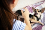 Rabies symptoms, Rabies bite, why is rabies deadly what to do after a bite, Vaccination