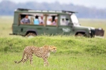 South African Safari Trip, South African Safari Trip, how to plan your south african safari trip, Stars