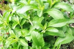 Stevia for health, Stevia news, is consuming stevia bad for blood sugar levels, Rica Stevia for health, Stevia news, is consuming stevia bad for blood sugar levels, Rica