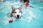 Dog Fitness, Swimming Dog Fitness latest, how can swimming boost your dog s fitness, Workout