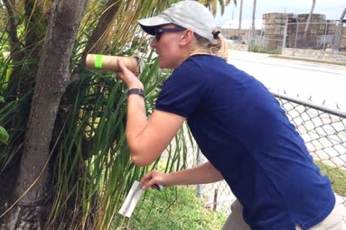 Thousands of Mosquitoes released to combat mosquito virus