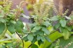 benefits of tulsi for skin in hindi, tulsi for acne free skin, tulsi for skin how this indian herb helps in making your skin acne free glowing, Scabies