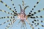 Florida diver hospitalized, Florida diver hospitalized, venomous lionfish lefts florida diver hospitalized, Boca raton