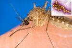 West Nile Virus cause, West Nile Virus latest, russia warns of west nile virus, West nile virus