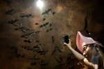 Wuhan CDC study, Wuhan CDC, a sensational video of scientists of wuhan cdc collecting samples in bat caves, Wuhan cdc