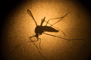 Zika Outbreak In Florida