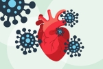 COVID-19, heart muscle, covid 19 can lead to heart complications not found in any other disease study, Cardiac arrest