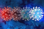 C.1.2 variant study, C.1.2 variant traced, latest coronavirus variant evades vaccine protection, New covid variant