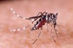 Rick Scott, Dengue, florida continue to offer zika tests for pregnant women, Top story