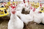 Bird flu latest, Bird flu loss, bird flu outbreak in the usa triggers doubts, States