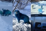 viral, dogs, bright blue stray dogs found in russia, Smurfs 2