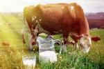 Cow Milk for health, Cow Milk benefits, ten health benefits of consuming cow milk, Vitamin b12