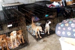 Dog Meat consumption, Dog Meat South Korea breaking news, consuming dog meat is a right of consumer choice, Dog meat