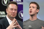 Elon Musk Vs Mark Zuckerberg breaking, Elon Musk Vs Mark Zuckerberg updates, elon musk vs mark zuckerberg rivalry, Walrus