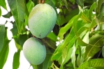side effect of mango leaves, mango seeds, mango leaves seeds helps in reducing blood sugar and diabetes here s how, Hair growth