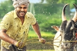 Sreekaram expectations, Mickey J Meyer, sharwanand s sreekaram trailer released, Ok jaanu