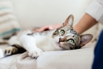 covid-19, United states, two pet cats in new york test positive for covid 19, Cats