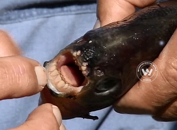 Piranha-like fish strikes again},{Piranha-like fish strikes again